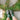 RUFFLE RIB QUARTER SOCKS GREEN and WHITE